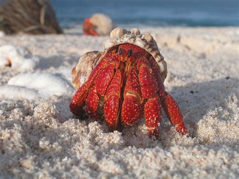 Do Hermit Crabs Bite or Pinch? Safely Handling Pet Hermit Crab - Animal Hype