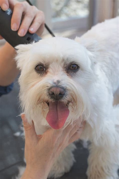 Grooming a Maltese with Grooming Machine Stock Photo - Image of looking, domestic: 53711692