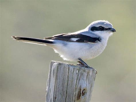 Great Grey Shrike Bird Facts (Lanius excubitor) | Bird Fact