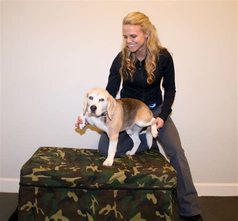 How to Strengthen your Dog's Spine | Dog Chiropractor