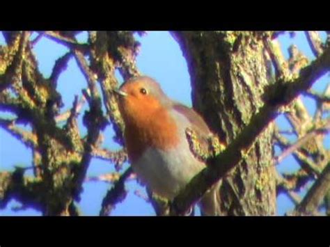 Robin Bird Song - YouTube