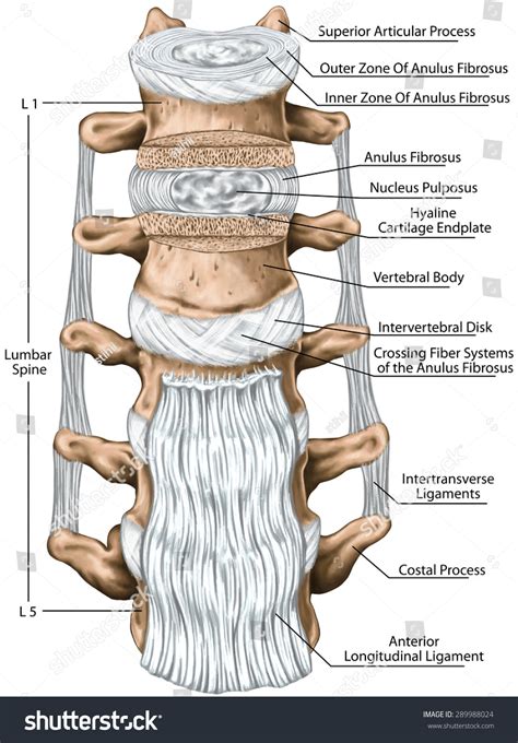 Anterior Longitudinal Ligament Anatomy