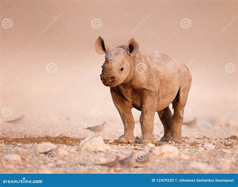 Black Rhinoceros baby stock photo. Image of black, endangered - 12429220