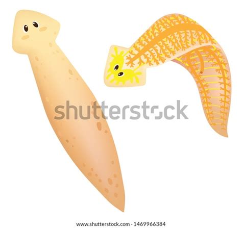 Structure Anatomy Planarian Stock Vector (Royalty Free) 1469966384