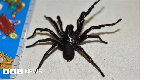 Massive funnel-web's spider venom to be milked in Australia - BBC News