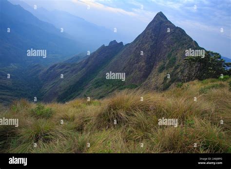 View from Kolukkumalai Tea Estate (World's Highest Tea Estate Stock ...