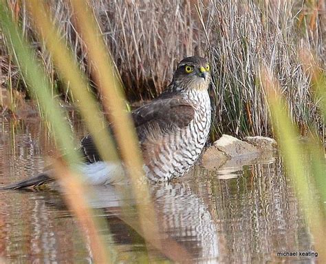 Photos from Irish Wildlife Trust's post - Irish Wildlife Trust ...