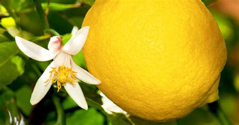 Everything about Lemon Trees - Plant Propagation