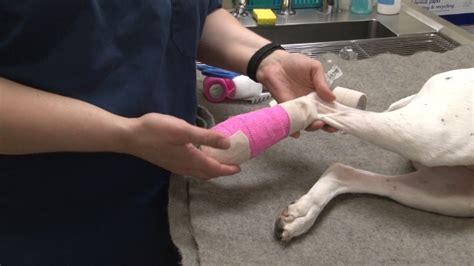 How To Bandage A Dog Paw - Gegu Pet