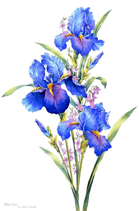 Watercolour Painting 'Blue Iris' Inspired by the natural beauty of flowers. | Blue iris flowers ...