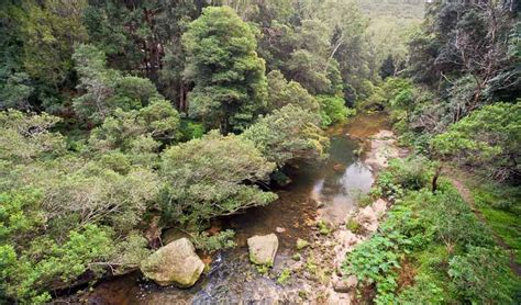 Great North walk - Berowra Valley National Park | Learn more | NSW National Parks