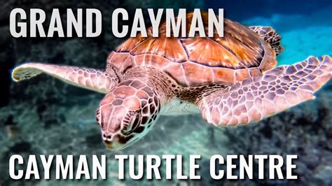 Cayman Turtle Centre Snorkeling GRAND CAYMAN ISLAND [4K] - YouTube