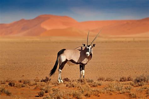 Watch This Commanding Male Lion Stalk an Oryx Before Taking It Down In a Fierce Ambush