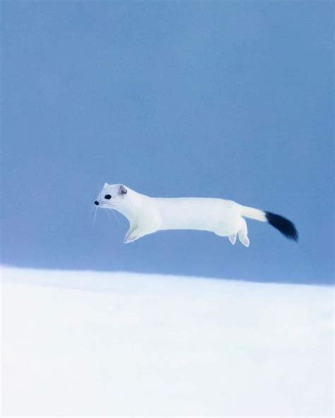 Stoat Hunting in Switzerland