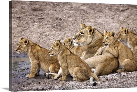 African Lion Pride Wall Art, Canvas Prints, Framed Prints, Wall Peels ...