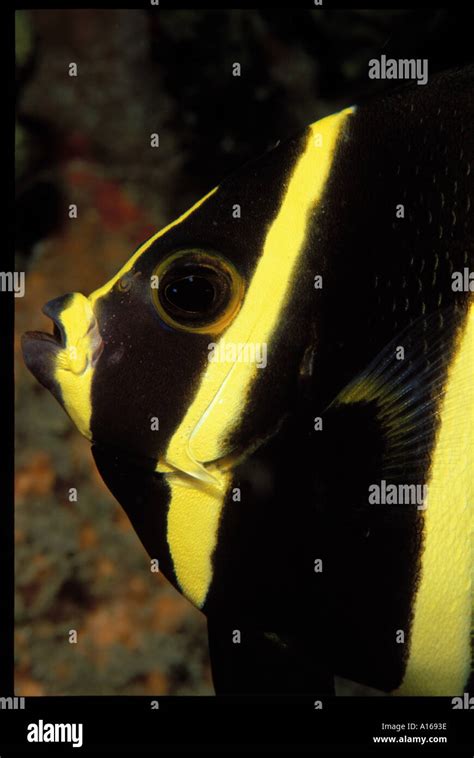 Juvenile French Angelfish Portrait Stock Photo - Alamy