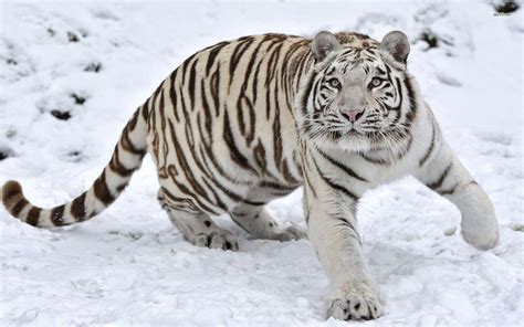 White Tiger Wallpapers HD - Wallpaper Cave