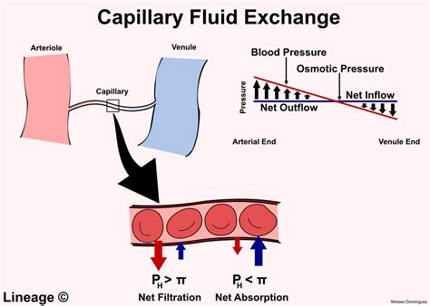 Capillary Fluid Exchange - Cardiovascular - Medbullets Step 1