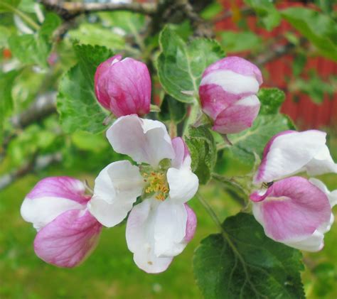 Apple Tree Flowers Free Stock Photo - Public Domain Pictures