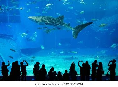 Aquarium Okinawa Stock Photo 1013263024 | Shutterstock