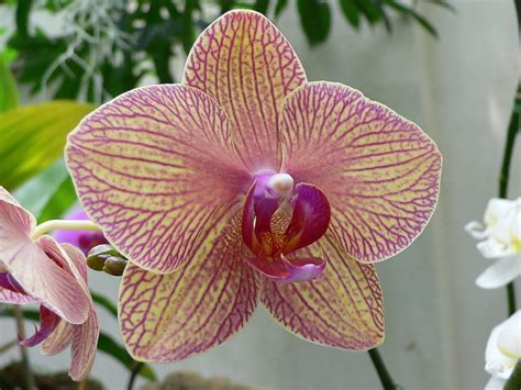 Grow and care Phalaenopsis orchid - Moth orchid | Travaldo's blog