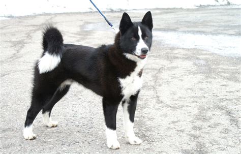 Karelian Bear Dog - Temperament, Lifespan, Shedding, Puppy