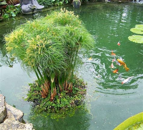 awesome backyard ponds and water garden landscaping ideas | Pond plants, Ponds backyard, Water ...