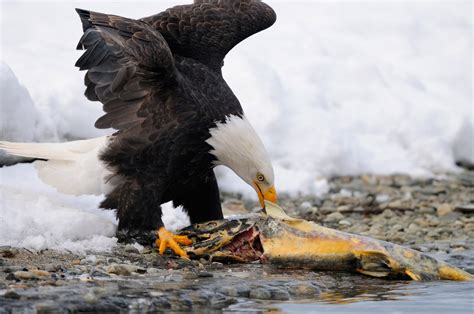 Bald eagles photos | eagle images | Photos bald eagles fighting in Alaska