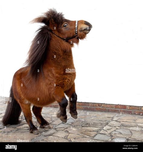 jumping shetland pony Stock Photo - Alamy