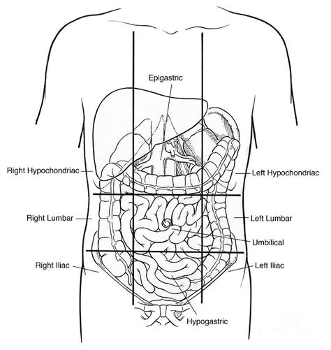 Pin on Human anatomy and physiology