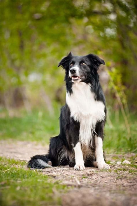 Facts you need to know about the Border Collie Golden Retriever mix ...