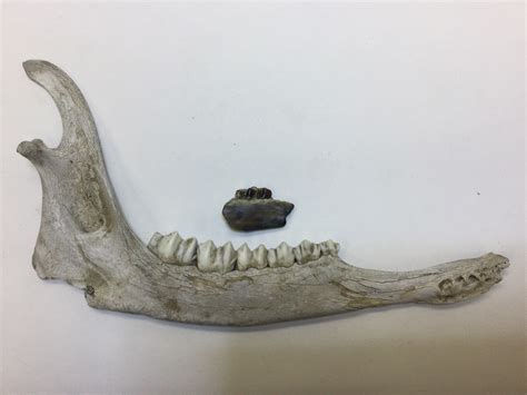 Tiny jaw with teeth - Fossil ID - The Fossil Forum