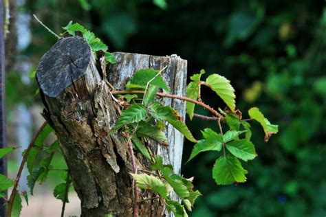Bramble Growing Over Tree Stump Free Stock Photo - Public Domain Pictures
