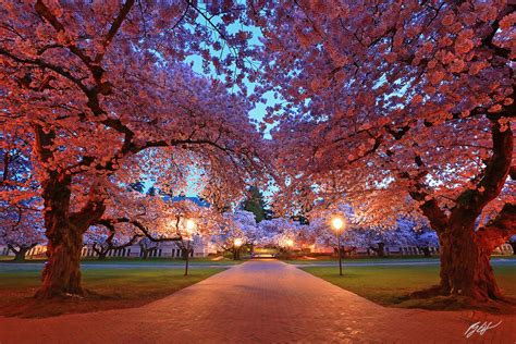 University Of Washington Cherry Blossoms 2024 - Ursa Alexine