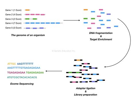 What is Whole-Exome Sequencing? – Genetic Education