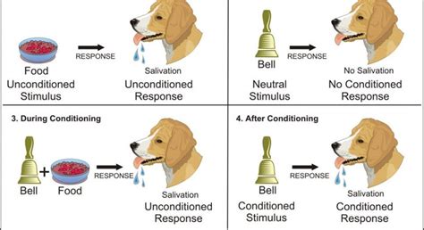 Which of the Following Is an Unconditioned Response