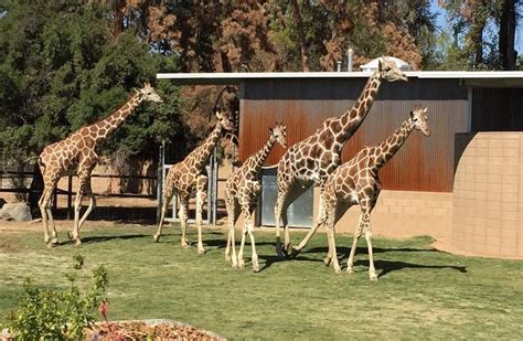 Fresno Zoo Day Trip California Central Valley Attractions