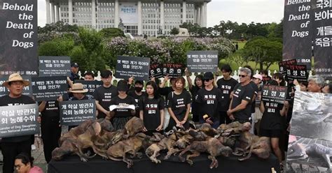 South Korea's Ban on Dog and Pork Meat: Farmers Threaten to Release 2 Million Dogs - Latest ...