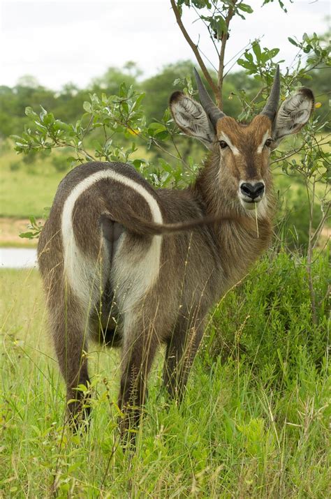 Waterbuck by Boaz Meiri | 500px | South african animals, Animals wild ...