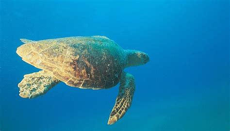 Animals in the Mediterranean Sea | Sciencing