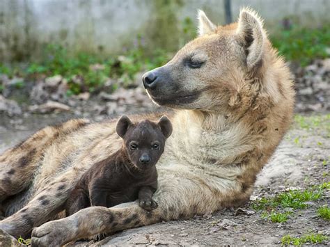 Baby Hyena - Animal Facts Encyclopedia