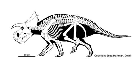 RMDRC paleo lab: Please welcome the new "Avaceratops"