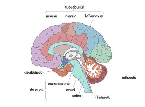 ระบบประสาท | TruePlookpanya