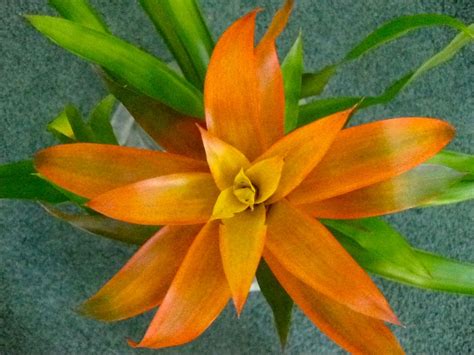 A Guzmania Bromeliad. | Bromeliads, Plants