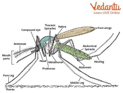 Culex Mosquito Pupa