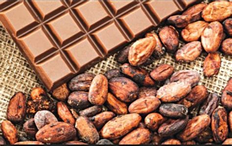 cocoa production in Nigeria | Nigerian Finder