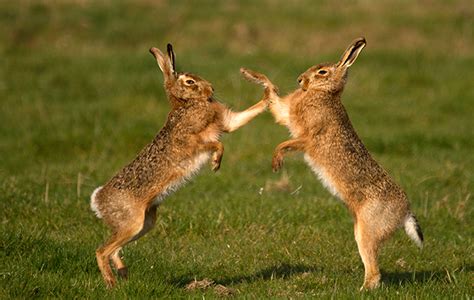 The magical mythology of mad March hares – Country Life