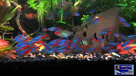 Neon Tetras Feeding on Repashy - YouTube