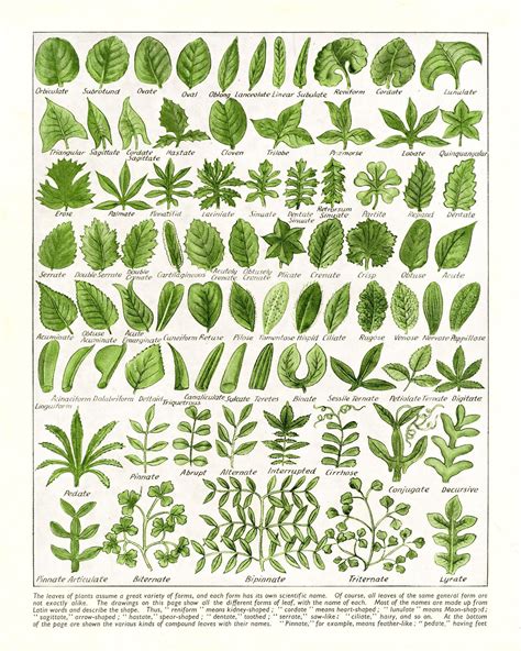 Leaf Shapes Chart Poster Morphology Diagram 5 Sizes Vintage Leaves ...