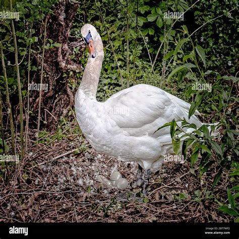 Swan on nest with eggs Stock Photo - Alamy